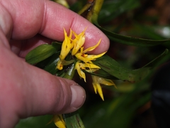 Maxillaria standleyi