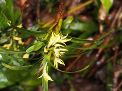 Image of Maxillaria standleyi