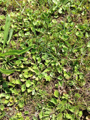 Dichondra donelliana