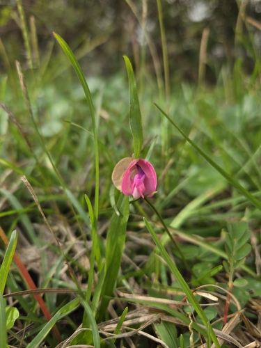 perennial wooly bean