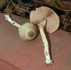 Agaricus