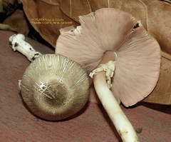 Agaricus