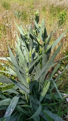 Eryngium yuccifolium