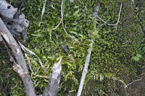 Brachythecium ruderale, 2026-10-08