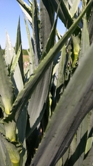 Eryngium yuccifolium
