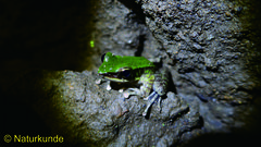 Odorrana hosii