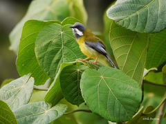 Apalis jacksoni