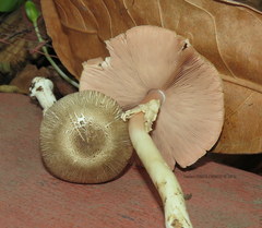 Agaricus