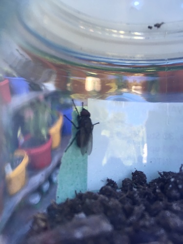 Trypocalliphora braueri