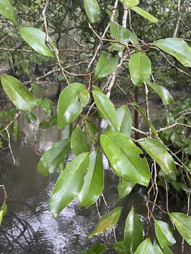 Xylocarpus granatum observed 2026-10-01