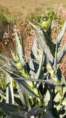 Eryngium yuccifolium