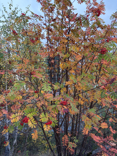 European mountain ash