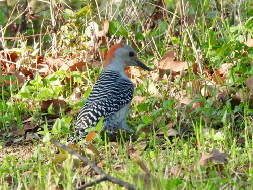 Red-bellied Woodpecker