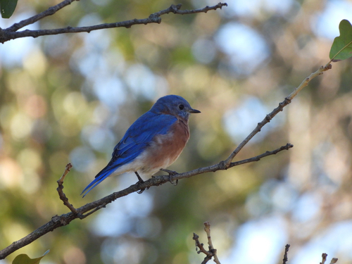 Eastern Bluebird