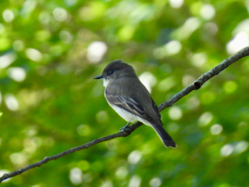 Eastern Phoebe