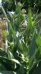 Eryngium yuccifolium
