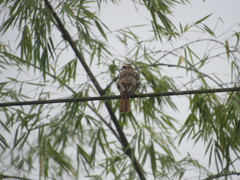 Myiodynastes maculatus