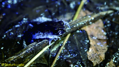 Leptobrachium hasseltii