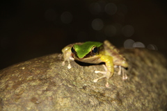 Odorrana hosii