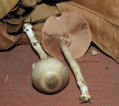 Agaricus