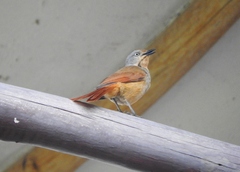 Cichladusa arquata