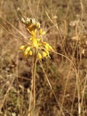 Allium flavum