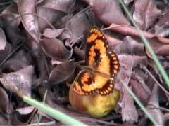 Byblia anvatara crameri