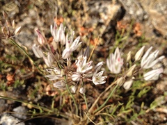 Allium moschatum