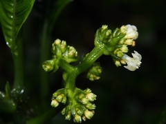 Notopleura aggregata