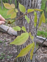 Carya laciniosa