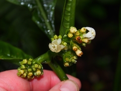 Notopleura aggregata