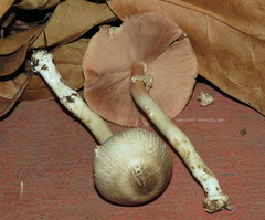 Agaricus