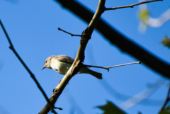 Vireo gilvus