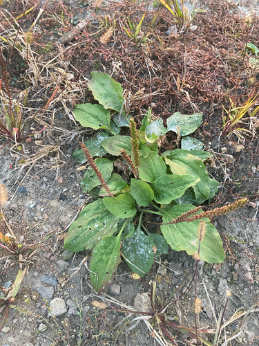 greater plantain