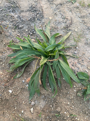 ribwort plantain