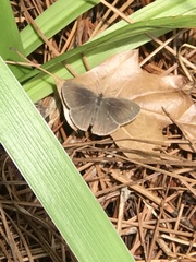 Hermeuptychia sosybius