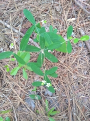 Euphorbia pubentissima