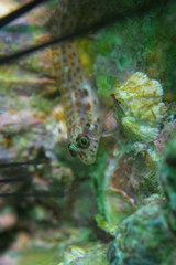 Laiphognathus longispinis