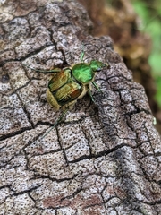 Trichiotinus lunulatus