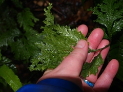 Selaginella anceps