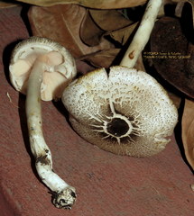 Agaricus
