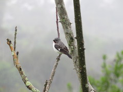 Sporophila telasco