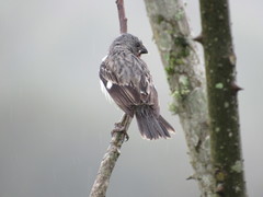 Sporophila telasco