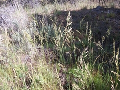 Festuca idahoensis