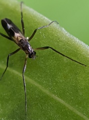 Chasmatonotus atripes