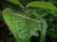 Carausius sechellensis