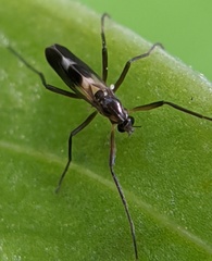 Chasmatonotus atripes