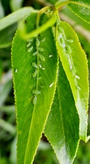 Cavariella pastinacae