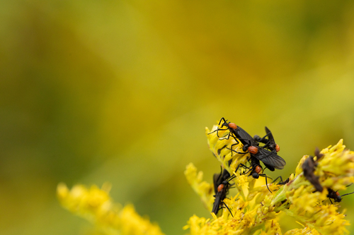 Common Lovebug photo 6