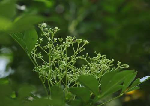 Zanthoxylum avicennae observed 2026-10-08